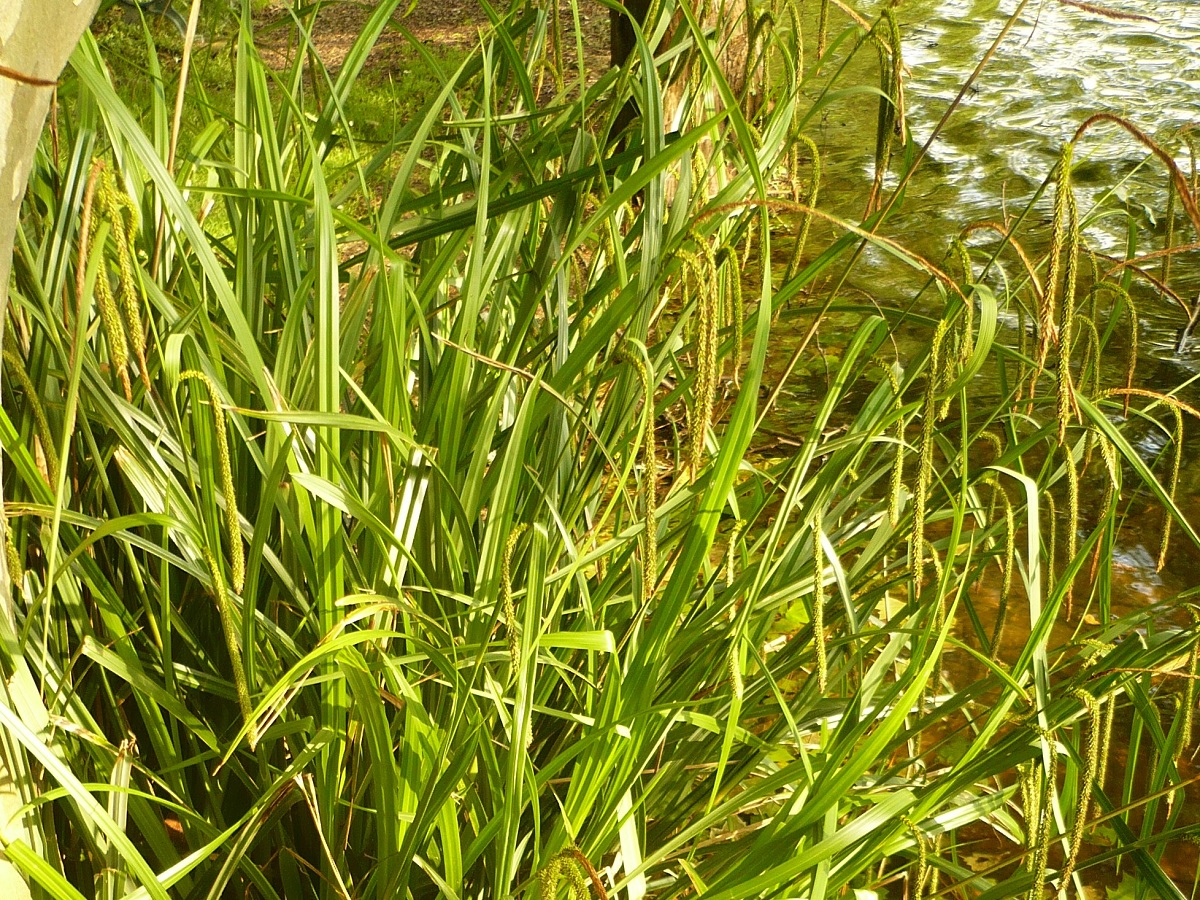Carex pendula (Cyperaceae)
